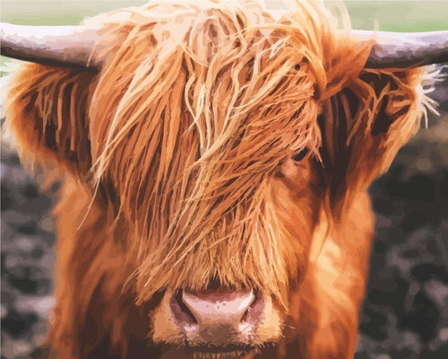 Scottish Highland Cattle | Paint by numbers